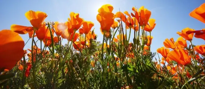 Insonnia rimedi escolzia