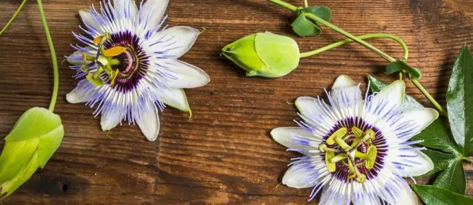 Insonnia rimedi passiflora